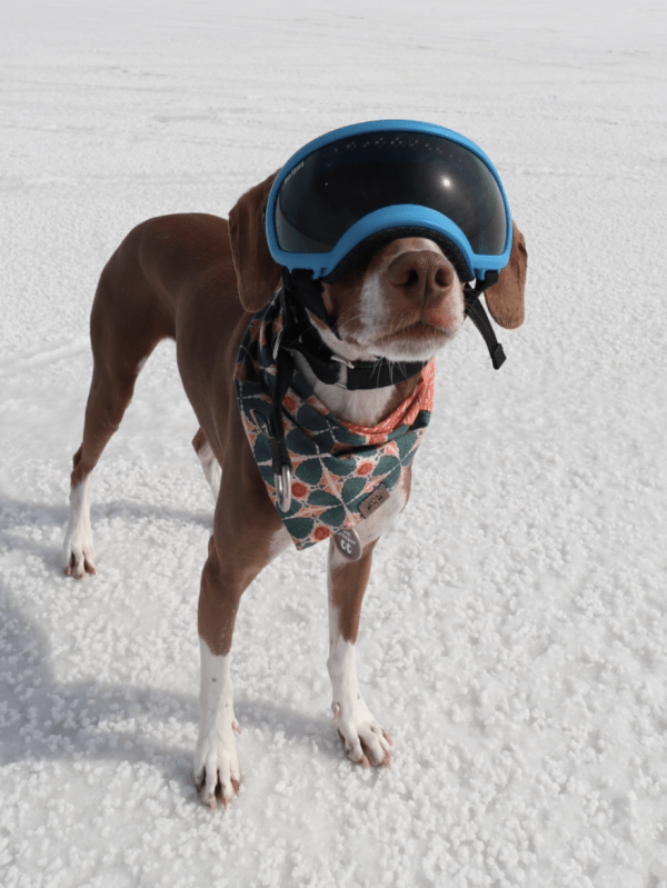 Dog Friendly Northern&nbsp;Utah