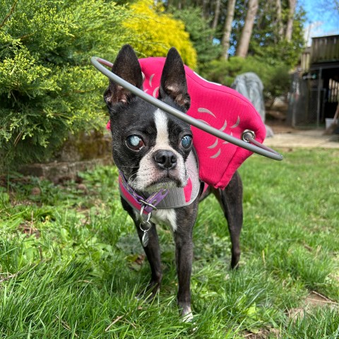 Chevy the Boston